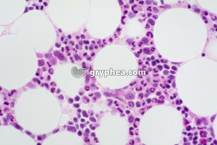 Moelle osseuse en coupe x200 - gryphea.org